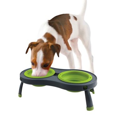 Top Dog Travel Bowls for On-the-Go Hydration & Nutrition