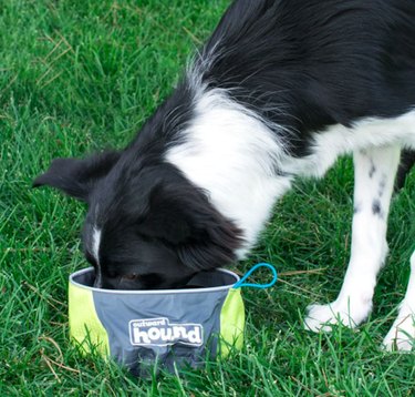 Top Dog Travel Bowls for On-the-Go Hydration & Nutrition