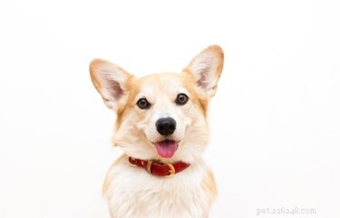 How Good Is a Dog’s Hearing? The Science Behind Their Super Sensory Power