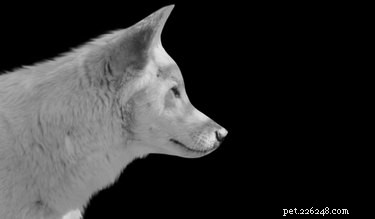How Good Is a Dog’s Hearing? The Science Behind Their Super Sensory Power