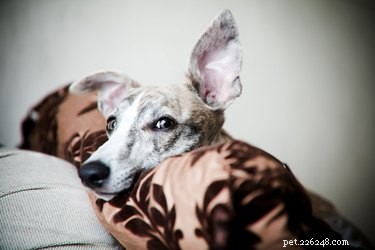 How Good Is a Dog’s Hearing? The Science Behind Their Super Sensory Power