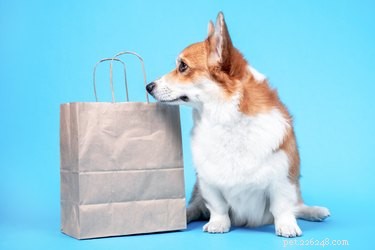 Top Amazon Black Friday Deals on Dog Products – Save Over 50% on Beds, Toys & More