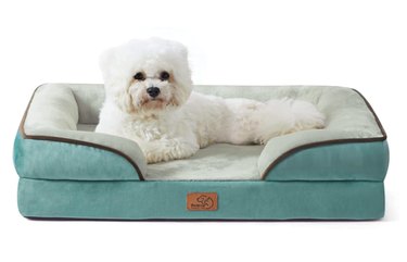 Top Amazon Black Friday Deals on Dog Products – Save Over 50% on Beds, Toys & More