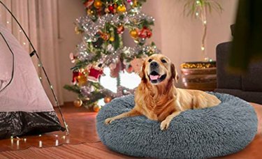 Top Amazon Black Friday Deals on Dog Products – Save Over 50% on Beds, Toys & More
