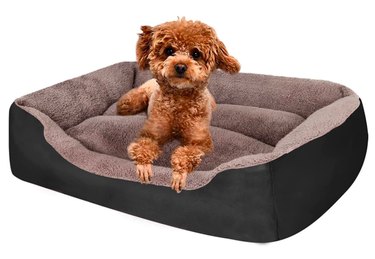 Top Amazon Black Friday Deals on Dog Products – Save Over 50% on Beds, Toys & More