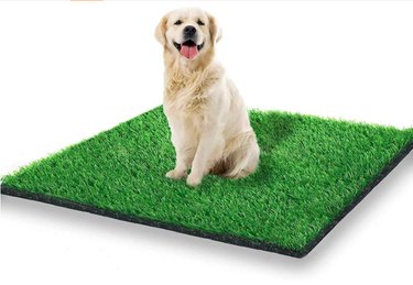 Top Amazon Black Friday Deals on Dog Products – Save Over 50% on Beds, Toys & More
