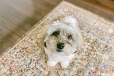 How Sharp Is a Dog s Vision? Understanding Canine Eyesight