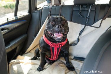 Top 5 Dog Car Seats for Small Dogs: Safety & Comfort