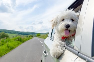 Top 5 Dog Car Seats for Small Dogs: Safety & Comfort