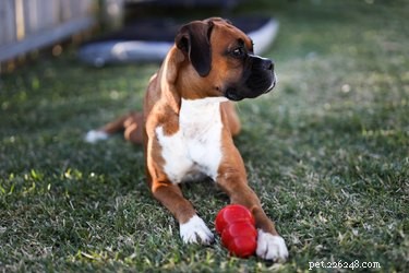 Top Dog Treat-Dispensing Toys to Keep Your Pup Engaged