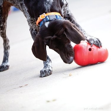 Top Dog Treat-Dispensing Toys to Keep Your Pup Engaged