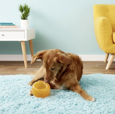 Top Dog Treat-Dispensing Toys to Keep Your Pup Engaged