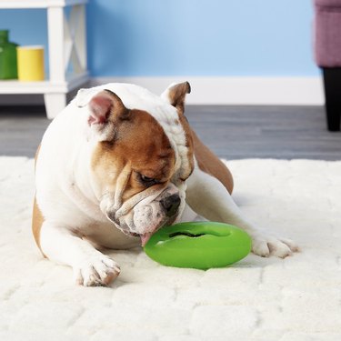 Top Dog Treat-Dispensing Toys to Keep Your Pup Engaged