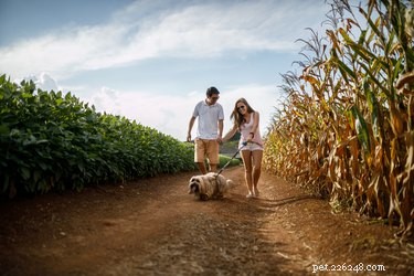 Fall Adventures for You and Your Dog: Explore, Play, and Capture Memories