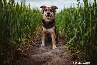 Fall Adventures for You and Your Dog: Explore, Play, and Capture Memories