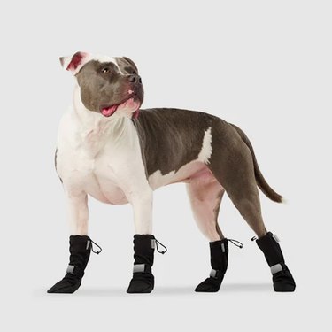 Best Dog Winter Boots of 2022: Ultimate Paw Protection