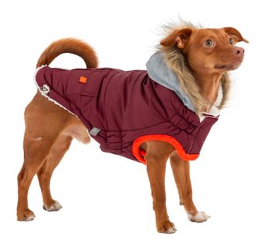 Top Dog Winter Coats of 2022: Warm, Safe, and Stylish