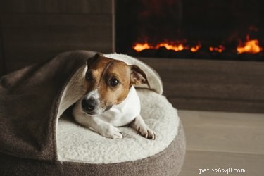 Top Dog Winter Coats of 2022: Warm, Safe, and Stylish