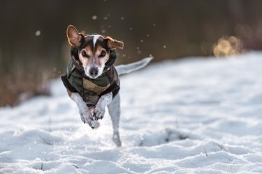 Top Dog Winter Coats of 2022: Warm, Safe, and Stylish