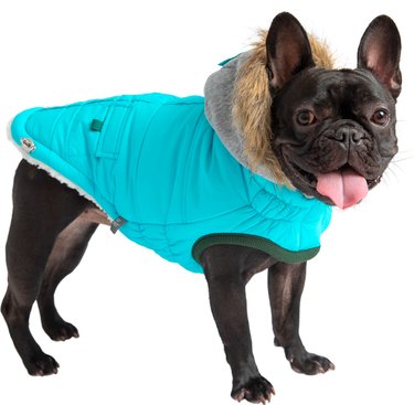 Top Dog Winter Coats of 2022: Warm, Safe, and Stylish