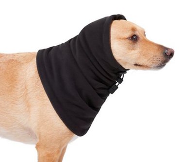 Top Dog Winter Coats of 2022: Warm, Safe, and Stylish