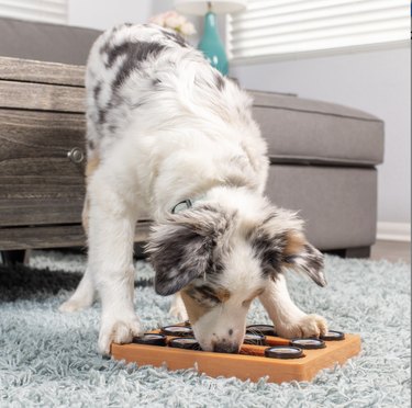 Top Puzzle Toys to Keep Your Dog Mentally Sharp and Happy