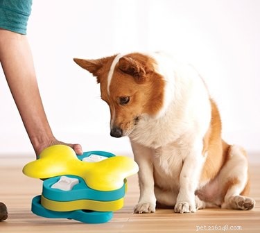 Top Puzzle Toys to Keep Your Dog Mentally Sharp and Happy
