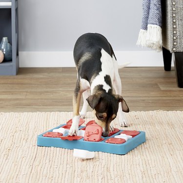 Top Puzzle Toys to Keep Your Dog Mentally Sharp and Happy