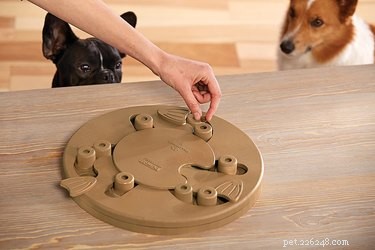 Top Puzzle Toys to Keep Your Dog Mentally Sharp and Happy