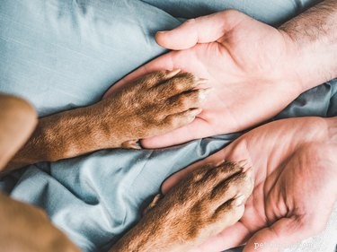 Cooperative Care: How to Turn Vet Visits Into Stress‑Free Experiences for Your Pet