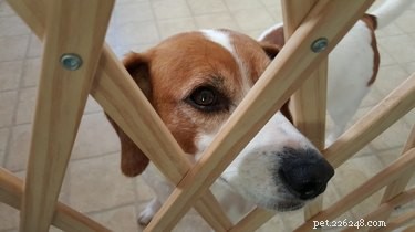 Top-Quality Pet Gates for Safe and Stress-Free Home Living
