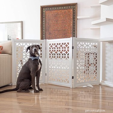 Top-Quality Pet Gates for Safe and Stress-Free Home Living