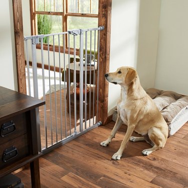 Top-Quality Pet Gates for Safe and Stress-Free Home Living