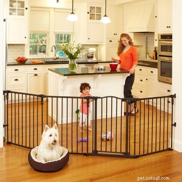 Top-Quality Pet Gates for Safe and Stress-Free Home Living