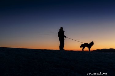 Top Nighttime Gear to Keep You and Your Dog Safe on Dark Walks