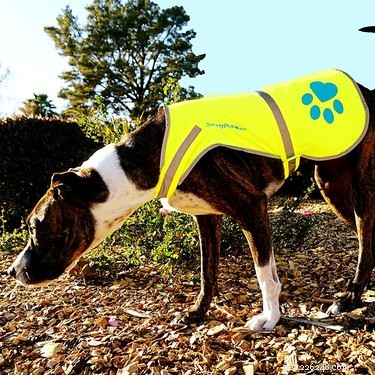Top Nighttime Gear to Keep You and Your Dog Safe on Dark Walks