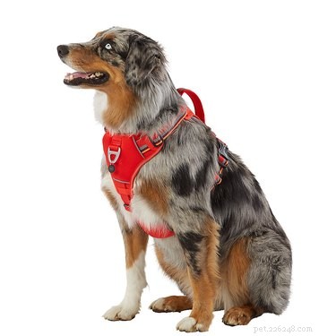 Top Nighttime Gear to Keep You and Your Dog Safe on Dark Walks