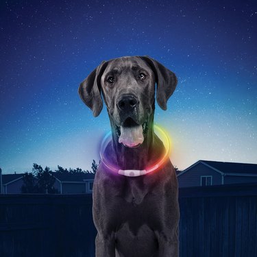 Top Nighttime Gear to Keep You and Your Dog Safe on Dark Walks