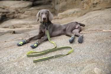 Top Nighttime Gear to Keep You and Your Dog Safe on Dark Walks