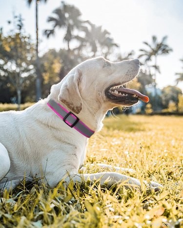Top Nighttime Gear to Keep You and Your Dog Safe on Dark Walks