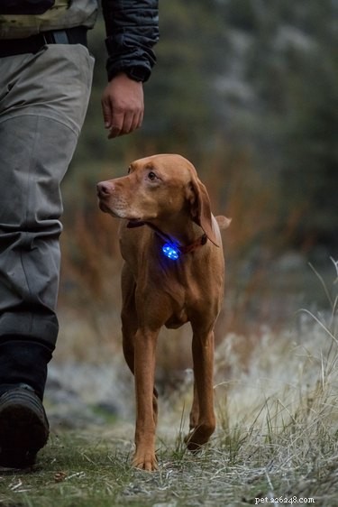 Top Nighttime Gear to Keep You and Your Dog Safe on Dark Walks