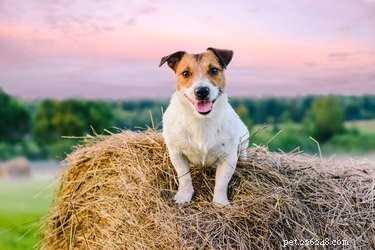 Discover Barn Hunting: A Proven Smell-Tracking Sport for Dogs