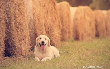 Discover Barn Hunting: A Proven Smell-Tracking Sport for Dogs