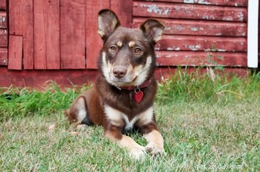Discover Barn Hunting: A Proven Smell-Tracking Sport for Dogs