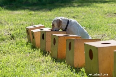 Mastering Scent Work: A Beginner s Guide for Dogs and Their Owners