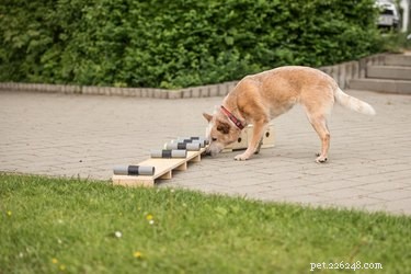 Mastering Scent Work: A Beginner s Guide for Dogs and Their Owners