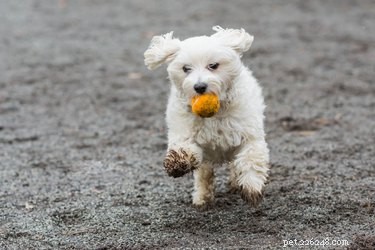 Top Dog Paw Cleaning Solutions: Safe, Effective, and Easy to Use