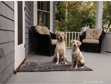 Top Dog Paw Cleaning Solutions: Safe, Effective, and Easy to Use