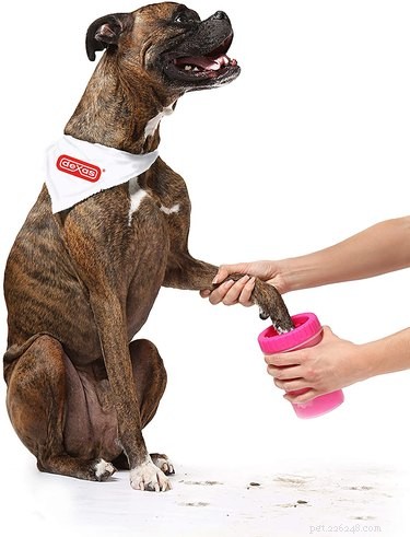 Top Dog Paw Cleaning Solutions: Safe, Effective, and Easy to Use