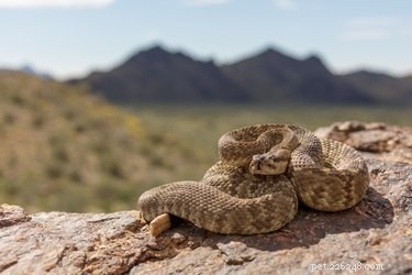 Dog-Friendly Hiking: Essential Rattlesnake Safety Tips for You and Your Pup